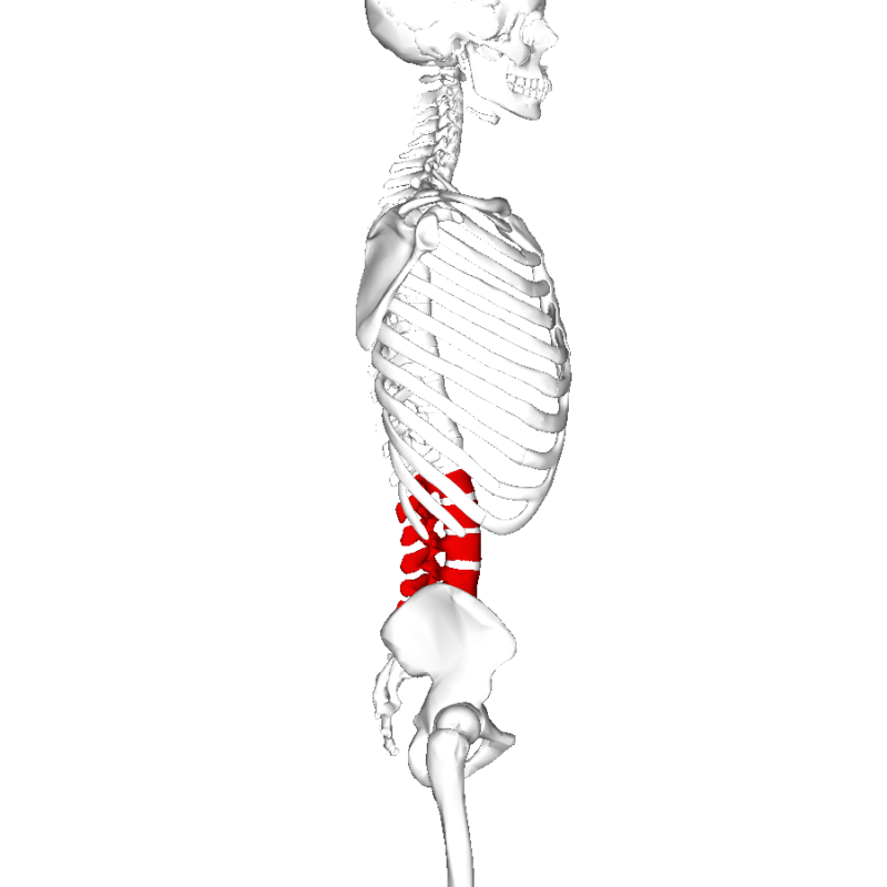Side view diagram of the lumbar vertebrae in the lower back